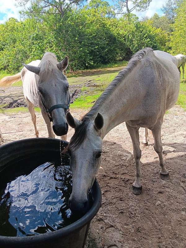 all-around-warmblood-horse