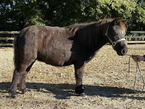 black-companion-driving-horse