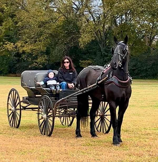 beginner-percheron-horse