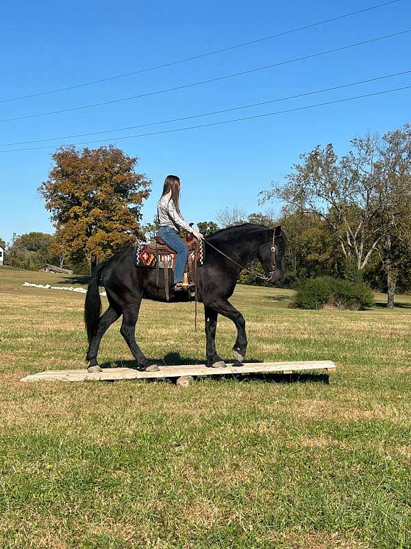 driving-percheron-horse