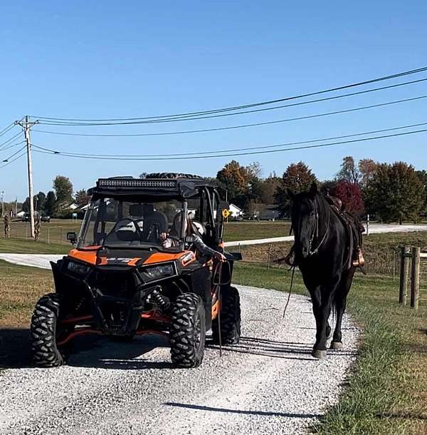 performance-percheron-horse