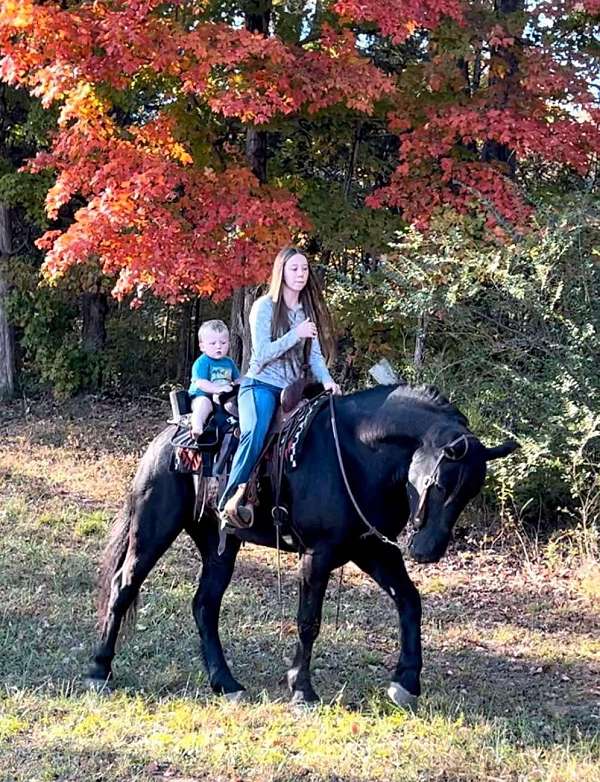 ridden-english-percheron-horse