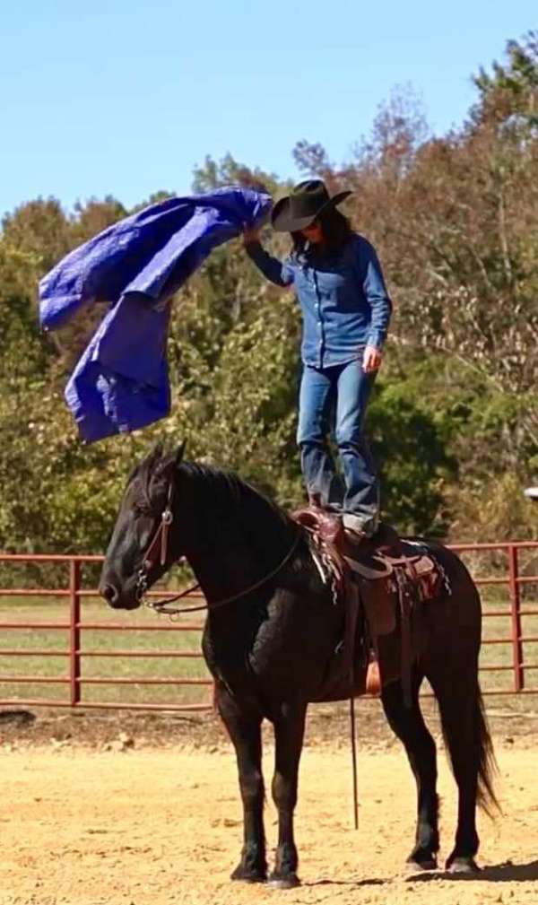 roping-percheron-horse