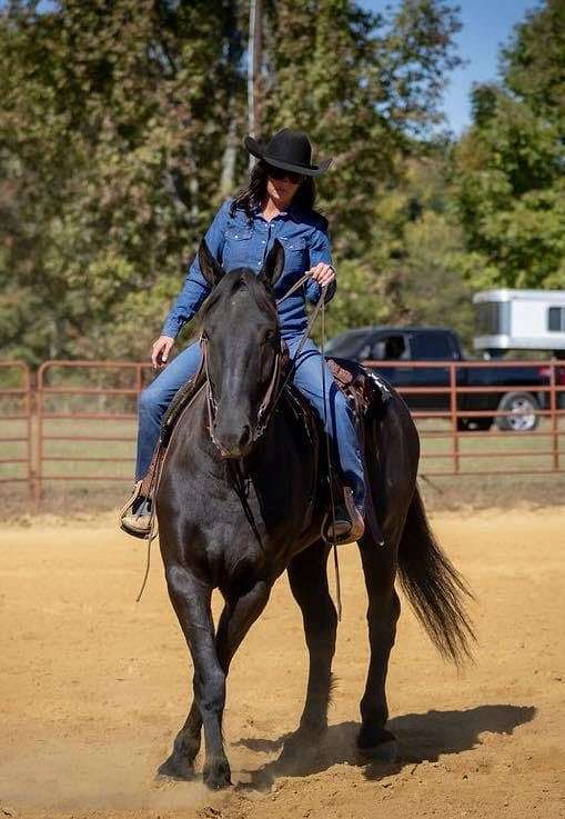 trail-riding-percheron-horse