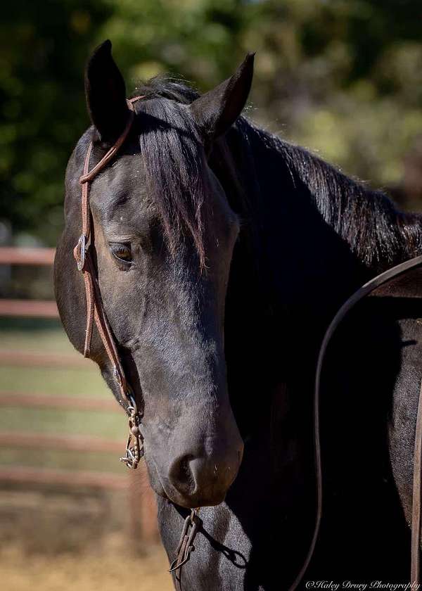 black-percheron-gelding