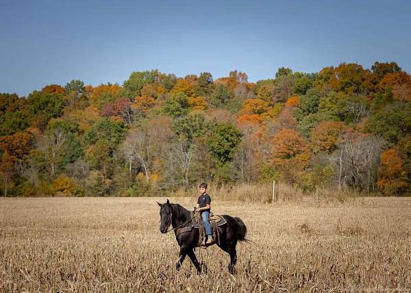 black-all-around-horse