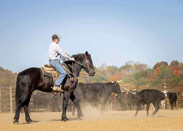 athletic-percheron-horse