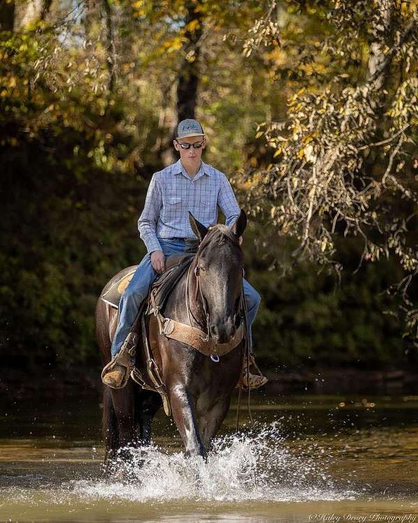 ridden-western-percheron-horse