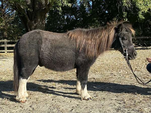 companion-driving-miniature-horse