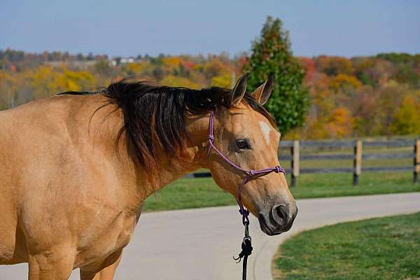 calf-roping-quarter-horse