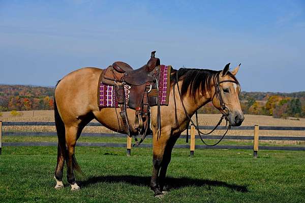 husband-safe-quarter-horse