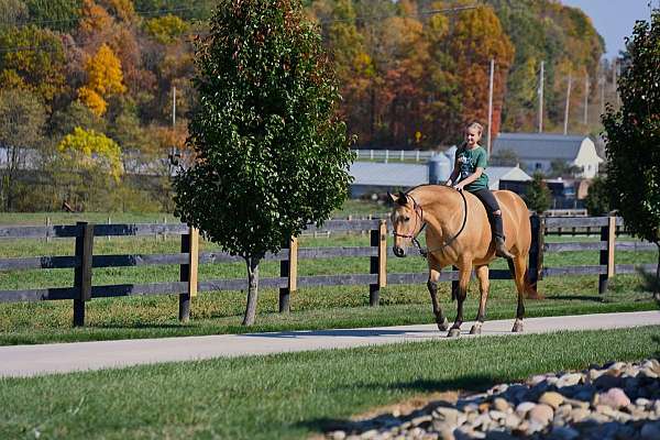 performance-quarter-horse