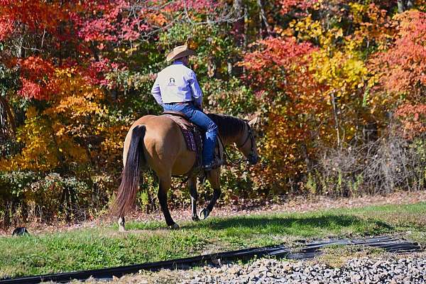 ranch-versatility-quarter-horse