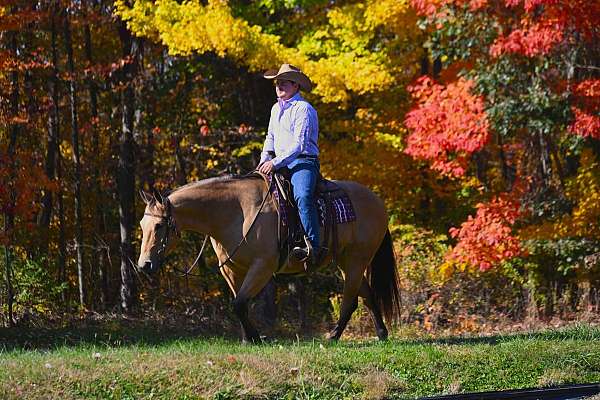 ranch-work-quarter-horse