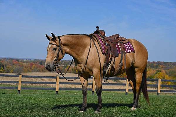 roping-quarter-horse