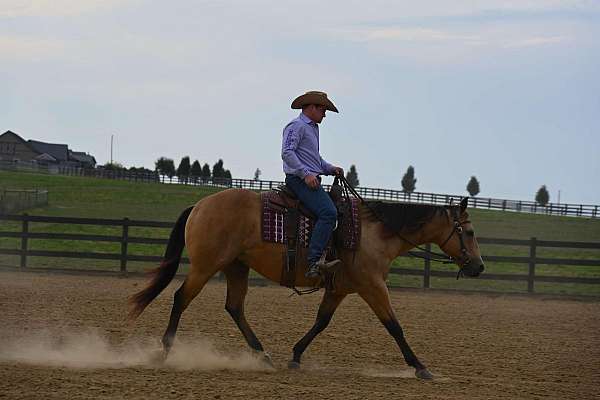 buckskin-quarter-horse-mare