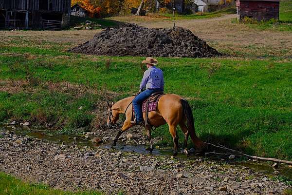 trail-riding-quarter-horse