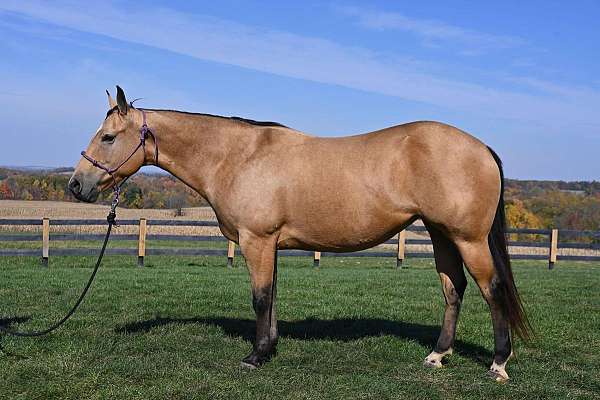 western-riding-quarter-horse