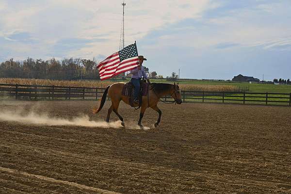 working-cattle-quarter-horse