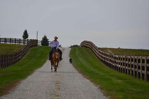 buckskin-all-around-horse