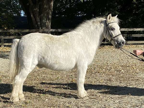 companion-miniature-horse