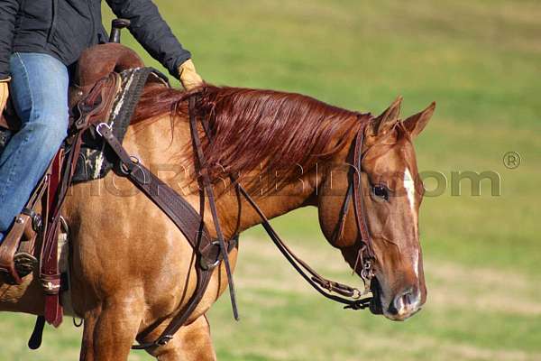 calf-roping-quarter-horse