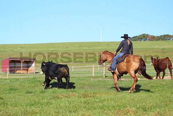 flashy-quarter-horse