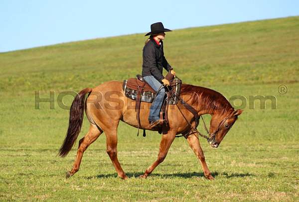 husband-safe-quarter-horse