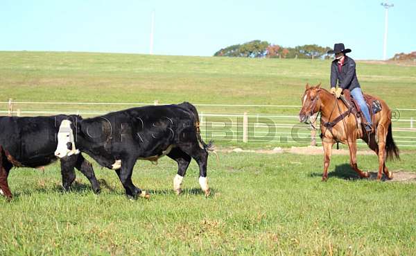 performance-quarter-horse