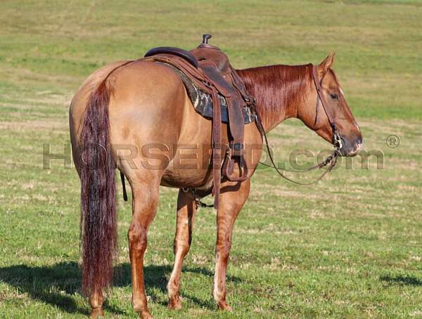 ranch-versatility-quarter-horse