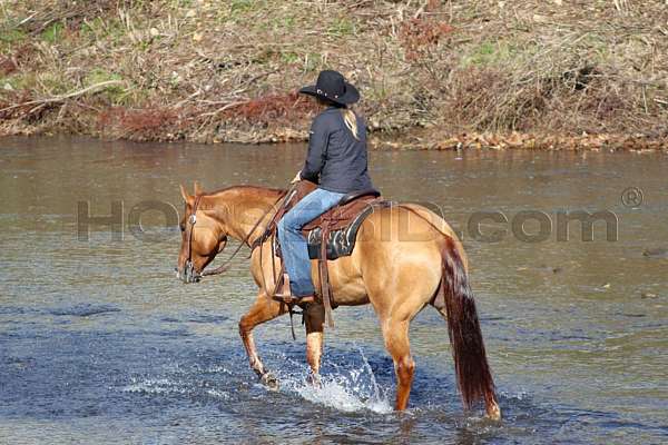 ranch-work-quarter-horse