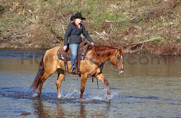 reining-quarter-horse