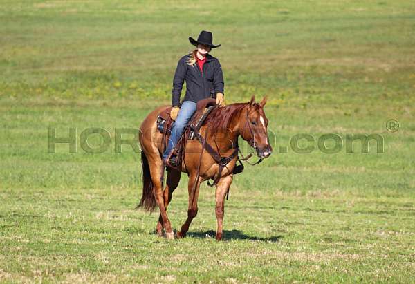 roping-quarter-horse