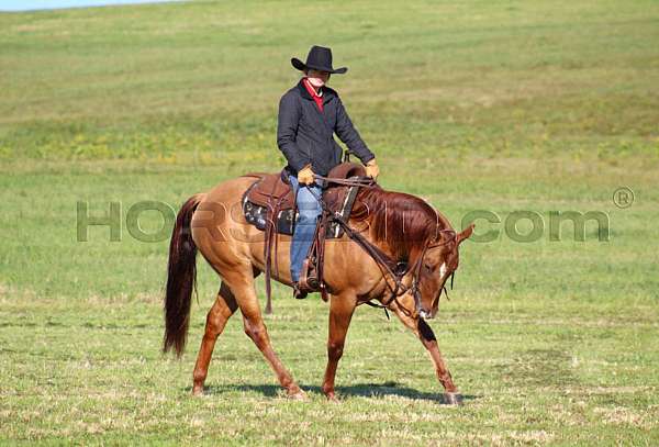 trail-riding-quarter-horse