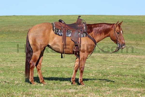 working-cow-quarter-horse