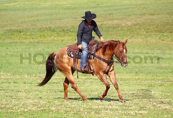 western-riding-quarter-horse