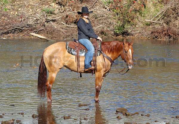 working-cattle-quarter-horse