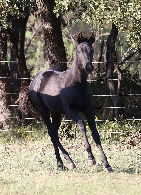 quarter-horse-stallion