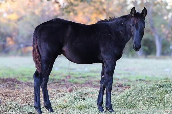 quarter-horse-stallion