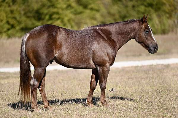 calf-roping-quarter-horse