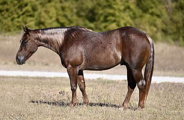 cutting-prospect-quarter-horse