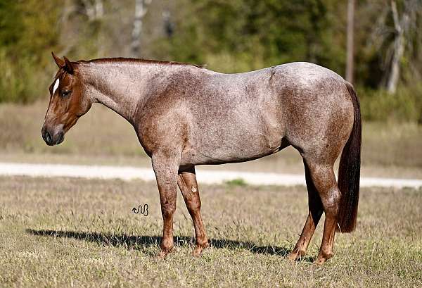 flashy-quarter-horse