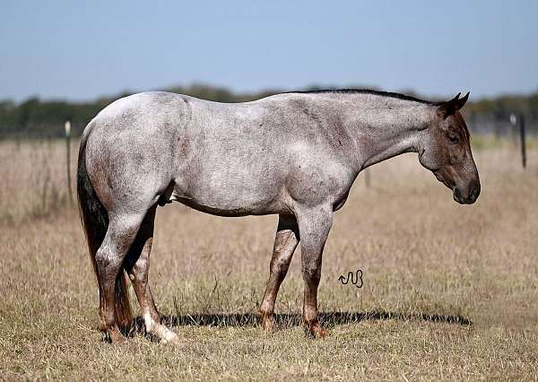 cutting-prospect-quarter-horse