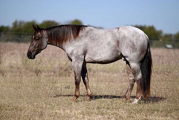 flashy-quarter-horse