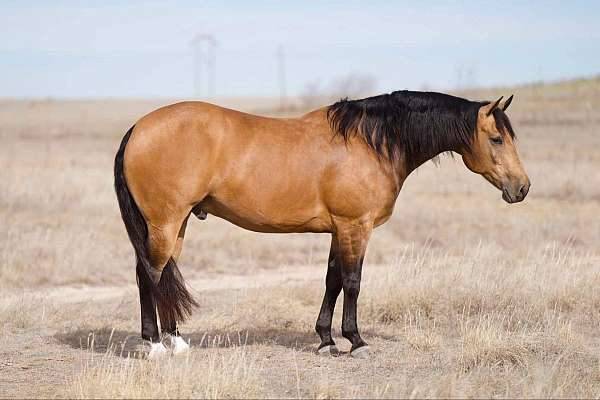 athletic-quarter-horse