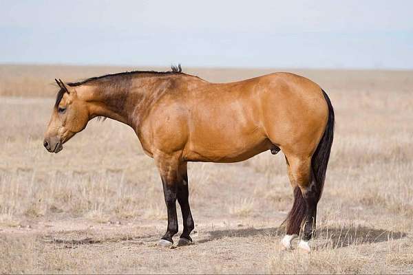 calf-roping-quarter-horse