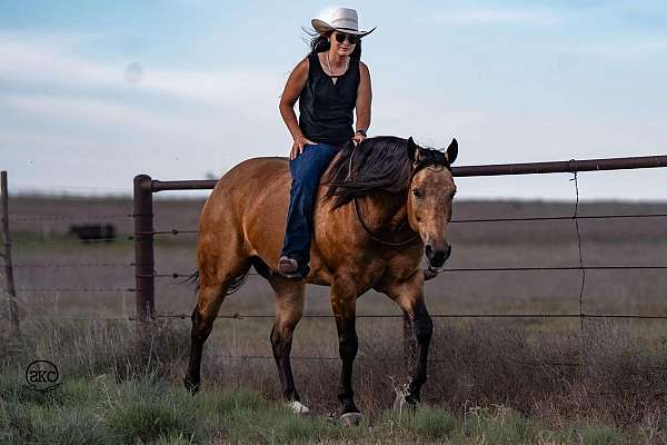 husband-safe-quarter-horse