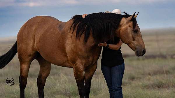 ranch-versatility-quarter-horse