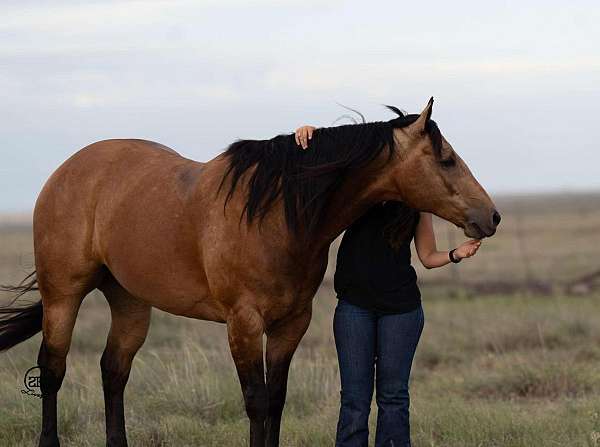 show-quarter-horse