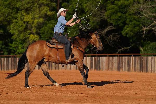 team-penning-quarter-horse